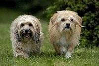 ラブいぬベンジー はじめての冒険