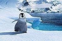 ハッピー フィート