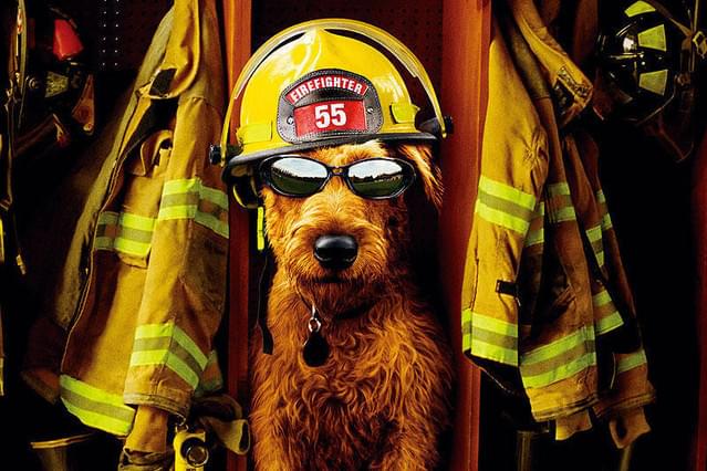 ファイアー・ドッグ 消防犬デューイの大冒険