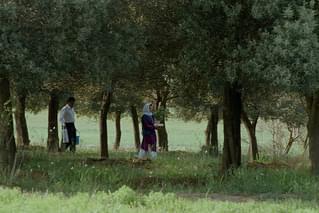 オリーブの林をぬけて