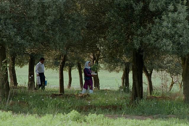 オリーブの林をぬけて