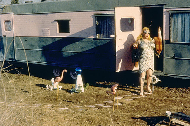 ピンク・フラミンゴ