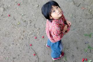 さくらんぼ 母ときた道