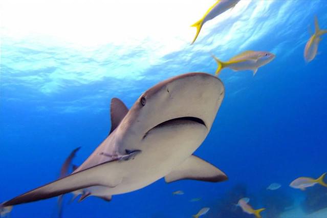 シャークウォーター 神秘なる海の世界