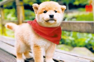 幼獣マメシバの予告編・動画