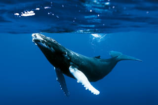 オーシャンズの予告編・動画