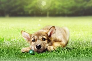 ウルルの森の物語