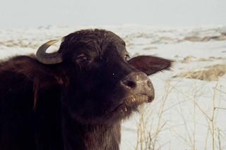 牛は語らない ボーダー