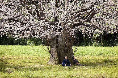 雷桜