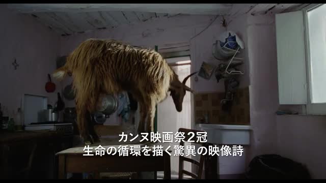 特集「ミケランジェロ・フランマルティーノの驚くべき世界」特報