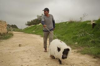 ガザを飛ぶブタ