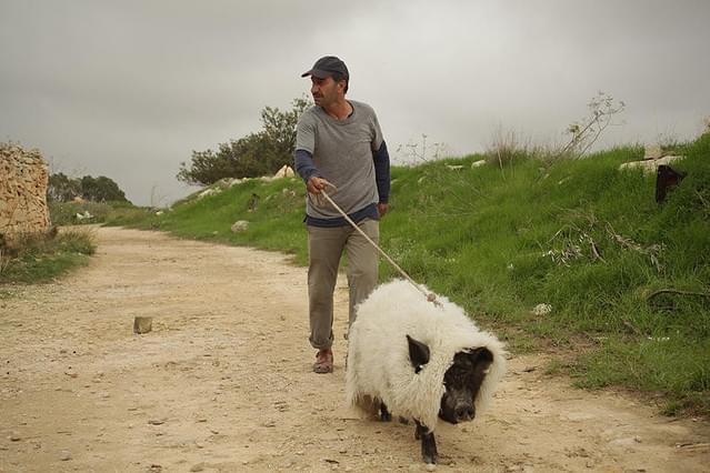 ガザを飛ぶブタ