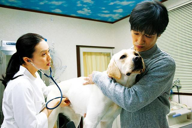 中谷美紀の「ひまわりと子犬の7日間」の画像