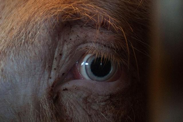 どうぶつの権利