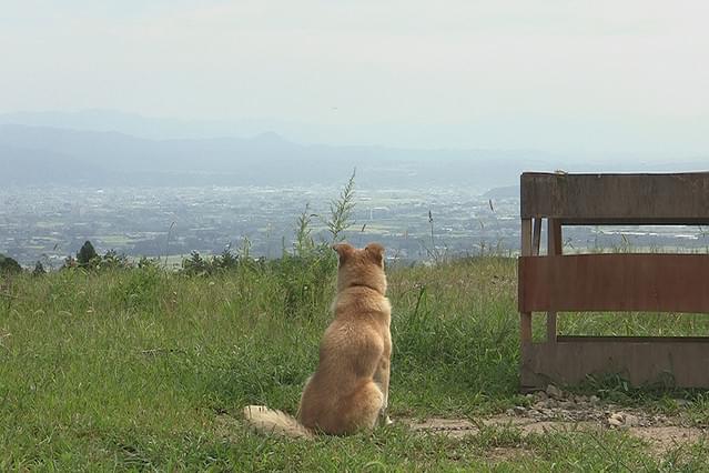 犬と猫と人間と2 動物たちの大震災