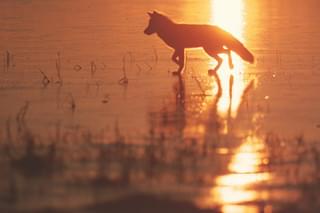 キタキツネ物語 35周年リニューアル版の予告編・動画