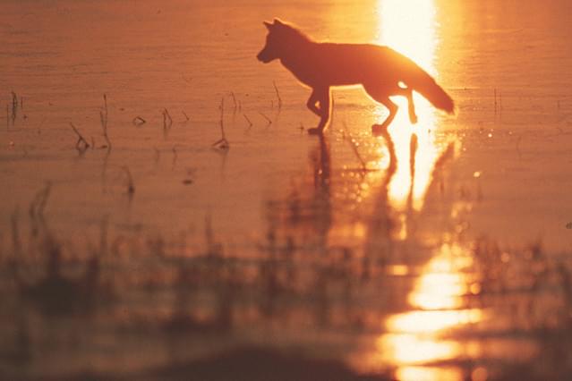 山崎まさよしコメント付き予告編