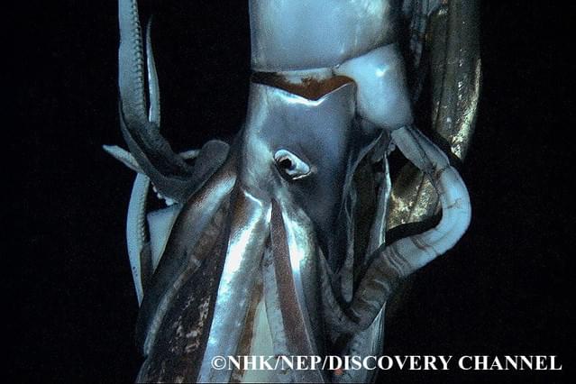 劇場版 NHK スペシャル 世界初撮影！深海の超巨大イカ