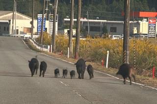 福島 生きものの記録 シリーズ1 被曝
