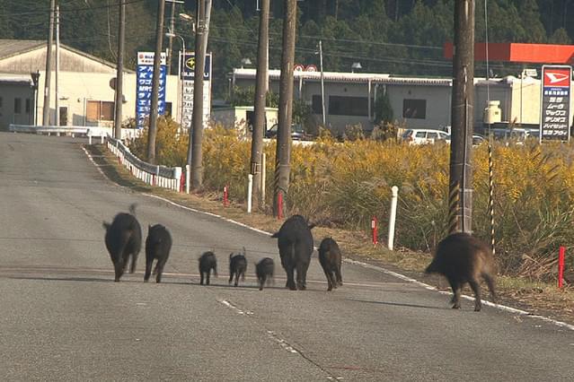 福島 生きものの記録 シリーズ1 被曝