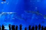 沖縄美ら海水族館 海からのメッセージ