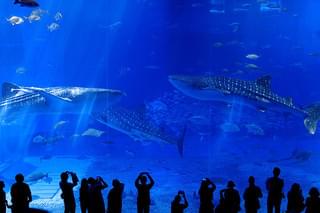 沖縄美ら海水族館 海からのメッセージ
