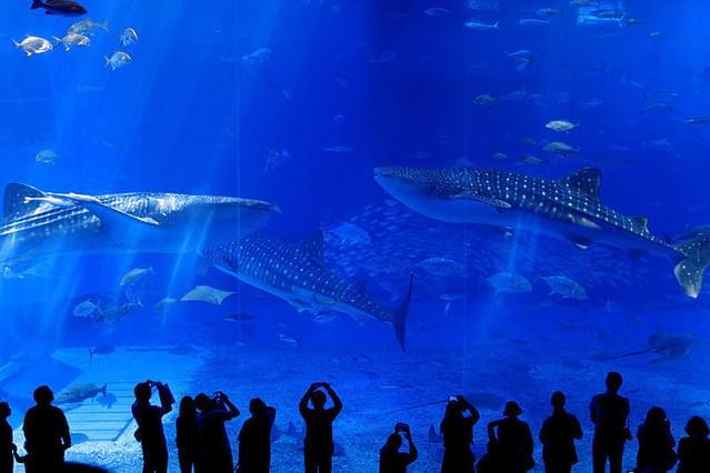 沖縄美ら海水族館 海からのメッセージ