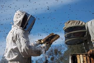 みつばちの大地