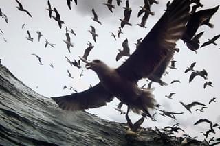 リヴァイアサン