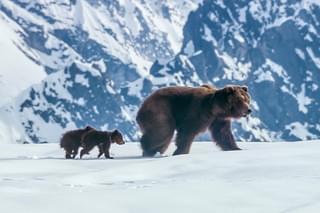 ディズニーネイチャー クマの親子の物語