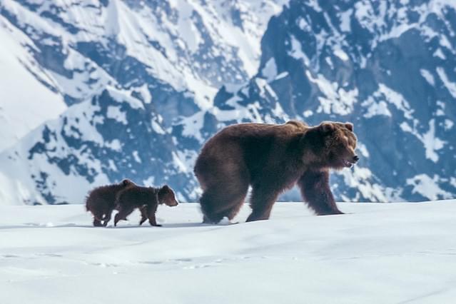 ディズニーネイチャー クマの親子の物語
