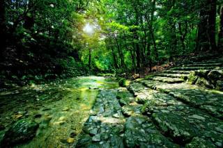 うみやまあひだ 伊勢神宮の森から響くメッセージ