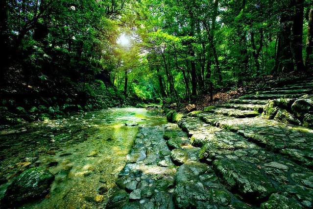 うみやまあひだ 伊勢神宮の森から響くメッセージ