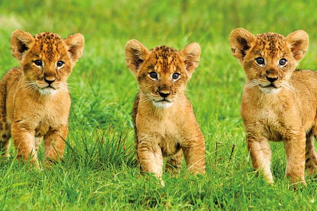 ぼくらは動物探検隊 富士サファリパークで大冒険