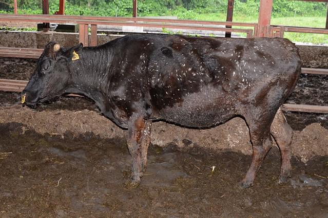 福島 生きものの記録 シリーズ2 異変