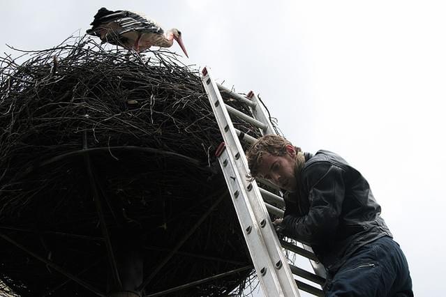 コウノトリの道 心臓を運ぶ鳥 前編