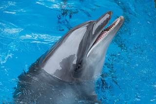 マジックドルフィン