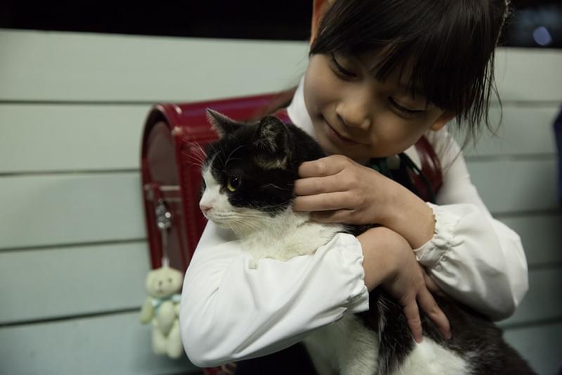 4／猫 ねこぶんのよん : 作品情報・キャスト・あらすじ・動画 - 映画.com