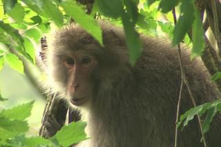 福島 生きものの記録 シリーズ3 拡散