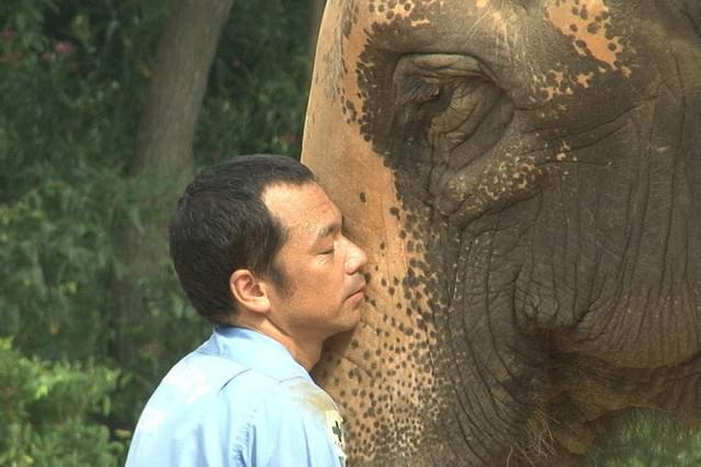 天王寺おばあちゃんゾウ 春子 最後の夏