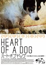 ハート・オブ・ドッグ 犬が教えてくれた人生の練習