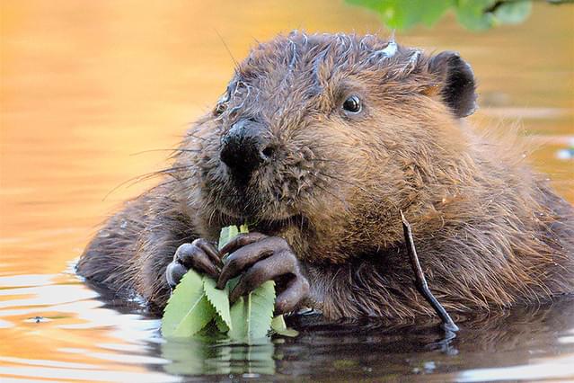 ブルー・ジャーニー