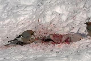 最初にカケスがやってくる