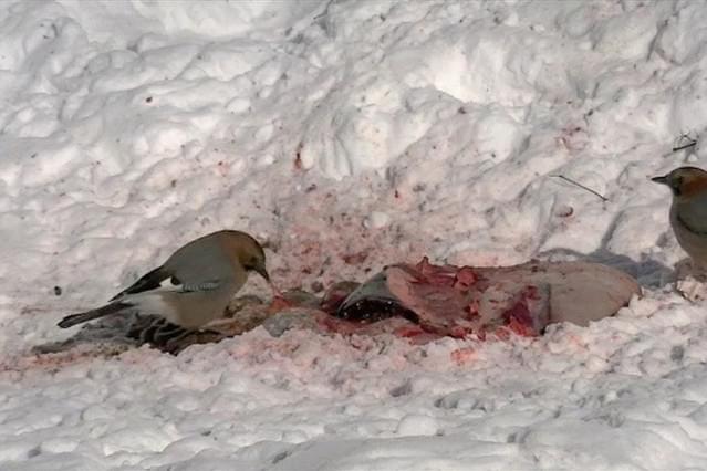 最初にカケスがやってくる