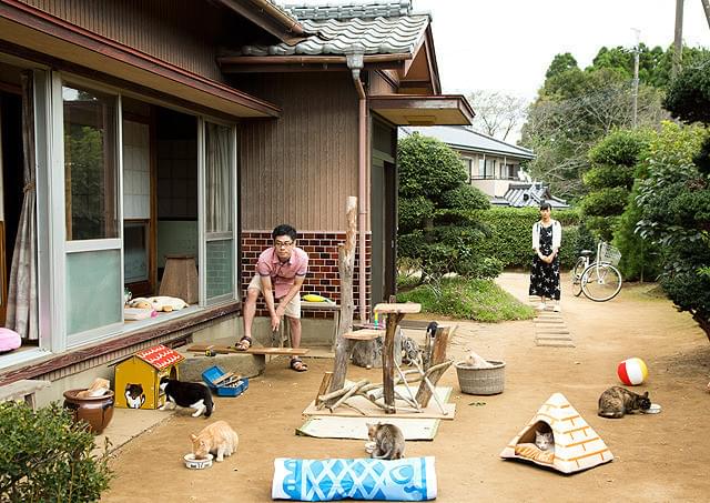 伊藤淳史の「ねこあつめの家」の画像