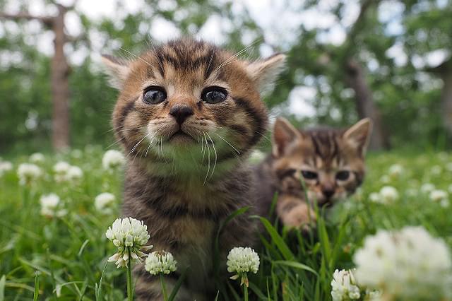 本予告（90秒）