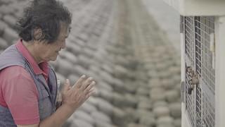 ZAN ジュゴンが姿を見せるとき