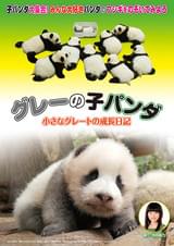 グレーの子パンダ 小さなグレートの成長日記