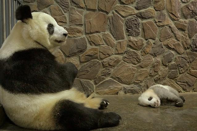 グレーの子パンダ 小さなグレートの成長日記