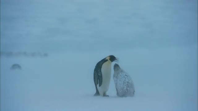 草刈正雄ナレーション版 本編映像